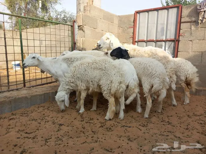 غنم حري للبيع 6