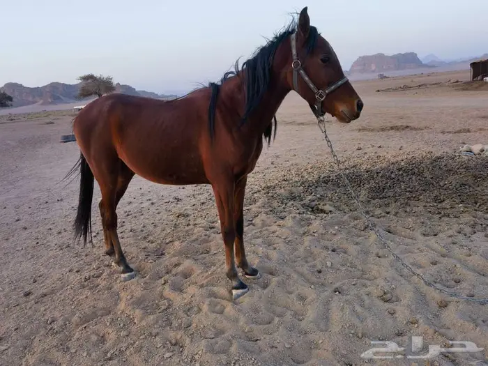 مهر شعبي عمر سنتين غير معسوف 5