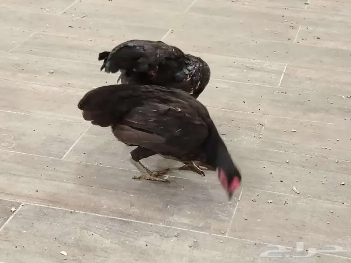 دجاجه وديك كوشامو 1