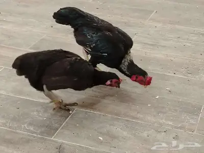 دجاجه وديك كوشامو index