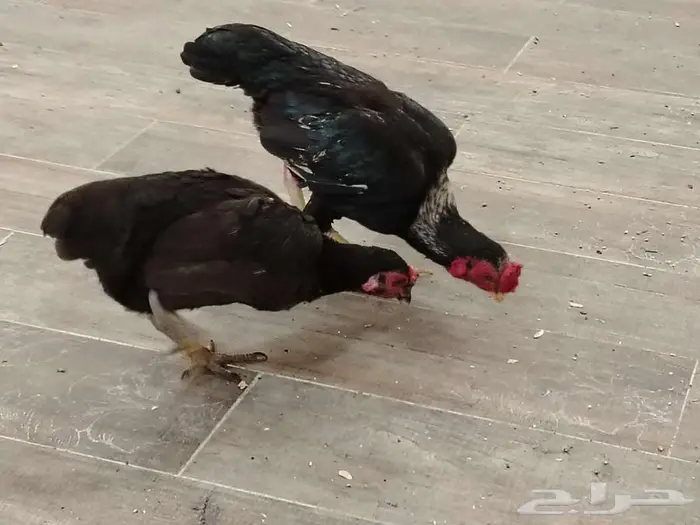 دجاجه وديك كوشامو 0