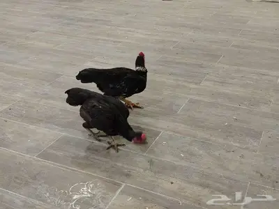 دجاجه وديك كوشامو index