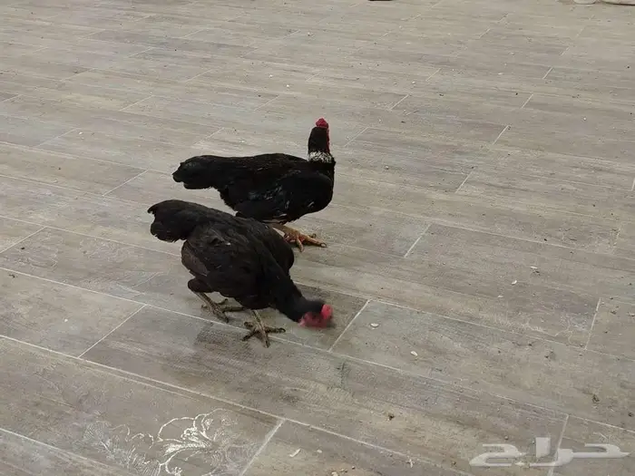 دجاجه وديك كوشامو 2