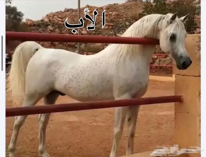 مهر شعبي للبيع 0