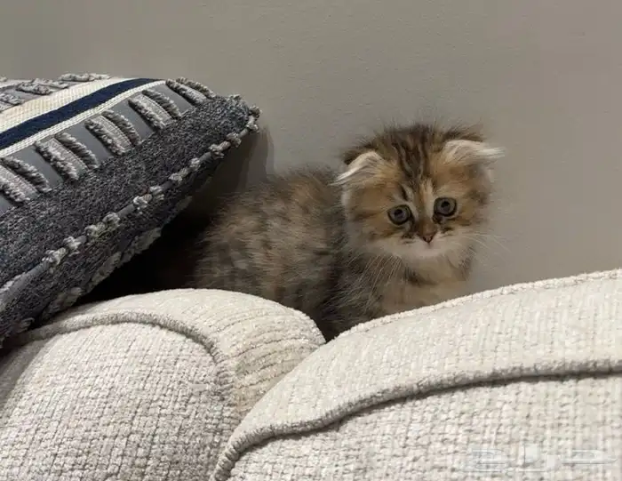 قطة شيرازي 0