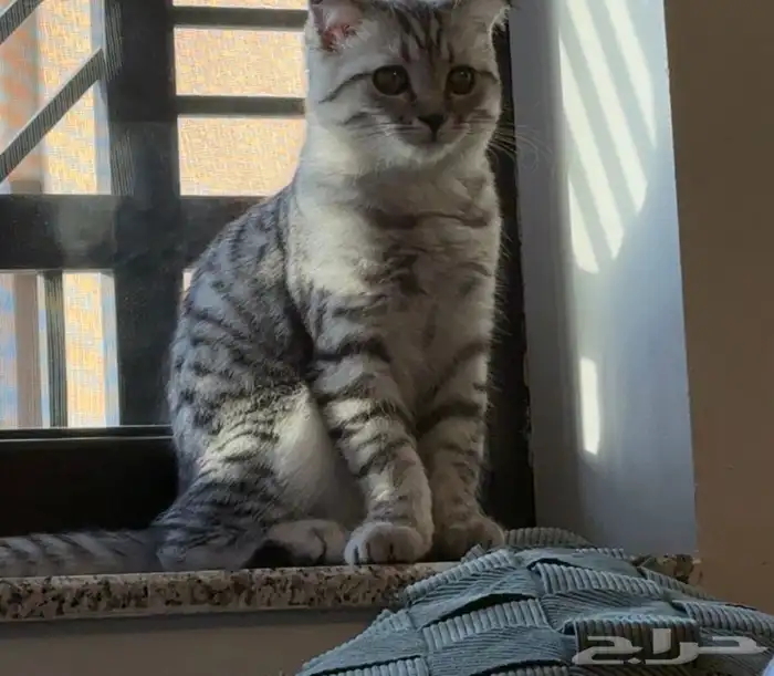 قط سكوتش فولد 0