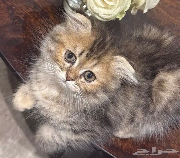 قطة شيرازي 1