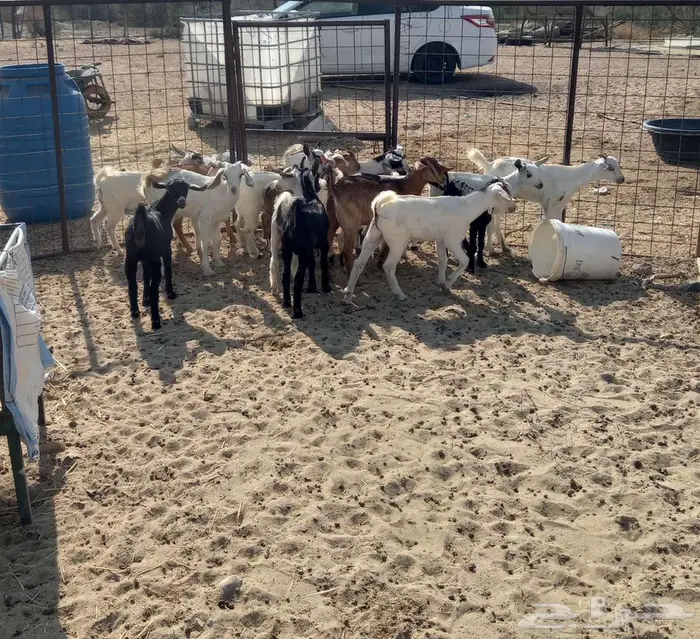 للبيع معزا 21 معها 18 8