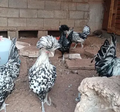 دجاج بولش بياض index