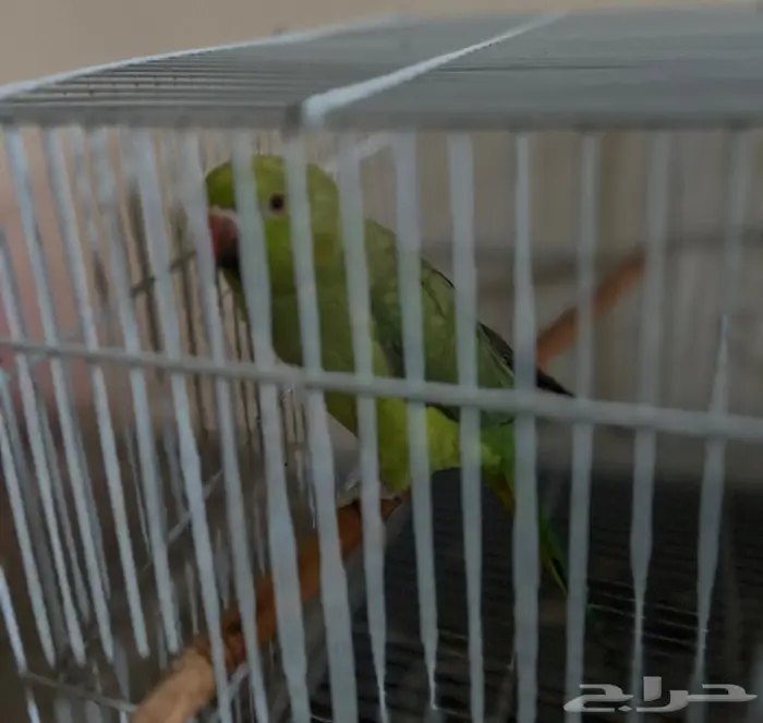 طائر درة هندية 2