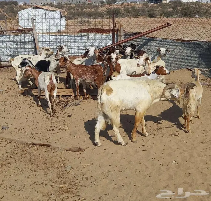 للبيع معزا 21 معها 18 1