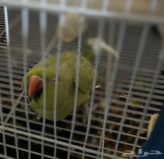 طائر درة هندية 0