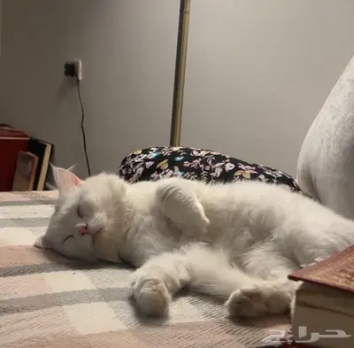 الجبيل البلد حي الخالدية index