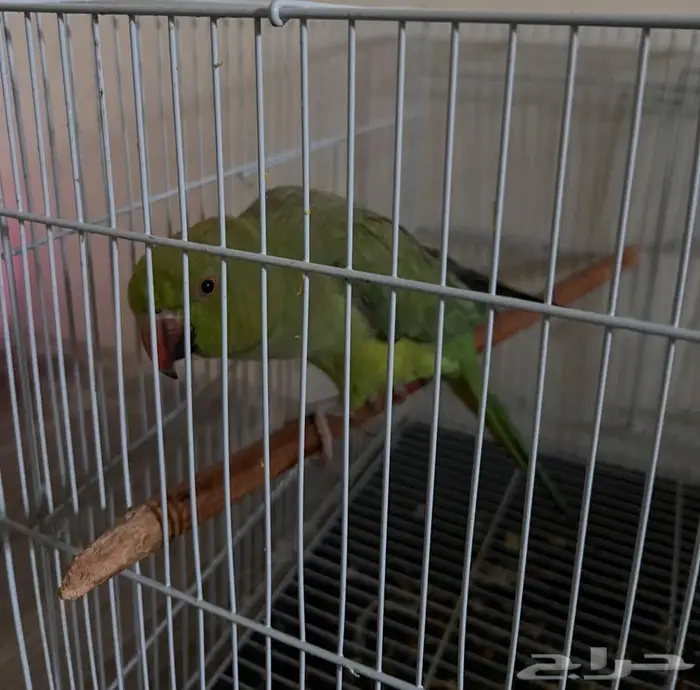 طائر درة هندية 1