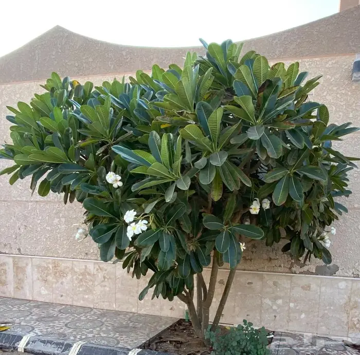 ياسمين هندي حجم كبير 0