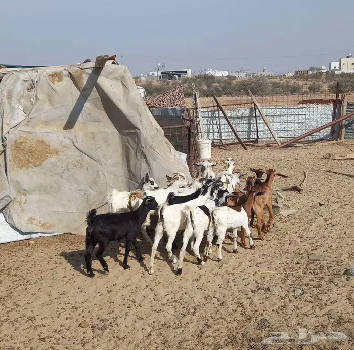 للبيع معزا 21 معها 18 7