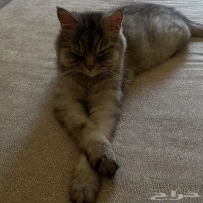 قط ضائع   قط مفقود index