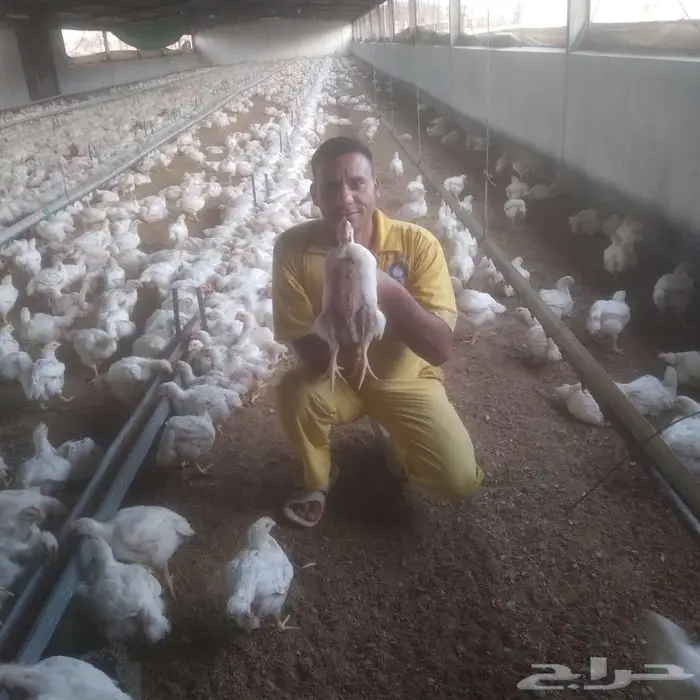 مربي دواجن للحم من بداية الدوره إلى النهايه 0