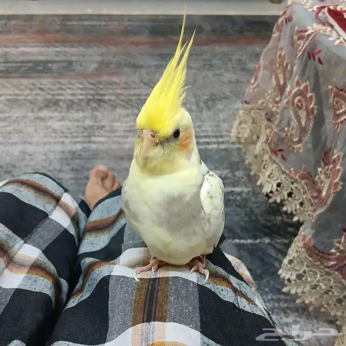 كروان مفقود 0