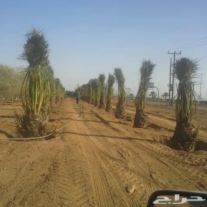 نخيل عربي فسائل نخل نخل عربي نقايل 57