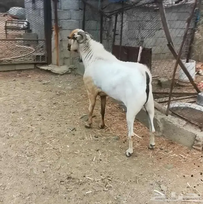 للبيع فحل بيشي صنف ومعرف 0