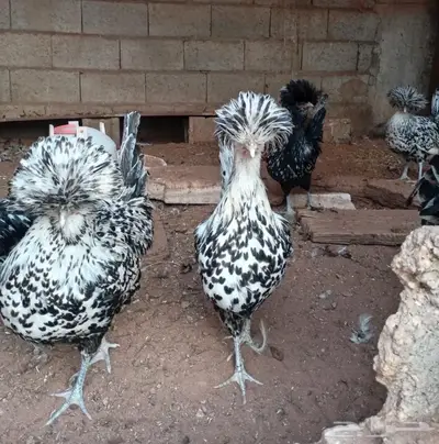 دجاج بولش بياض index