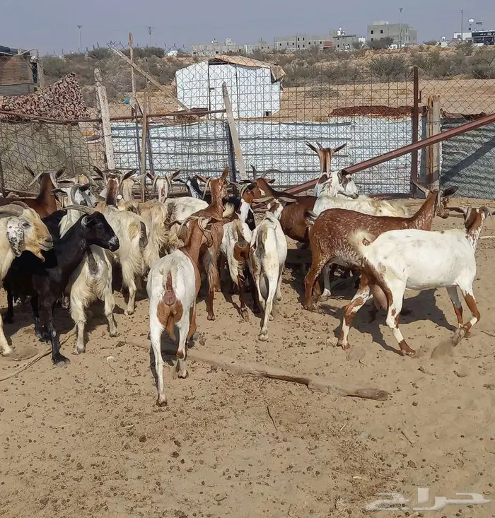 للبيع معزا 21 معها 18 5