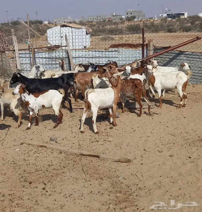 للبيع معزا 21 معها 18 2