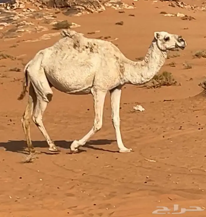 ضريبه طيبه 0