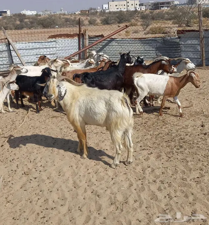 للبيع معزا 21 معها 18 3