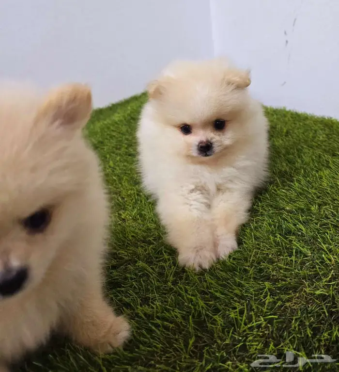 ميني توي بودل وبومرينيم ويوركي 8