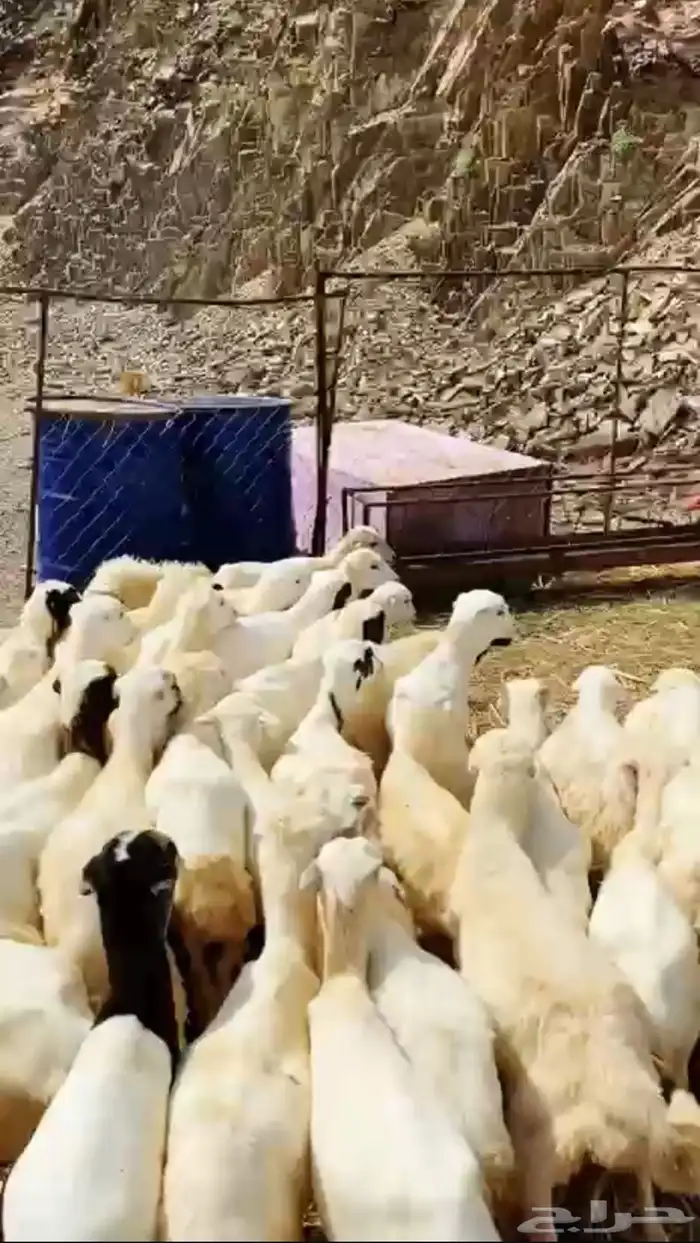 رخال رفيديات 1