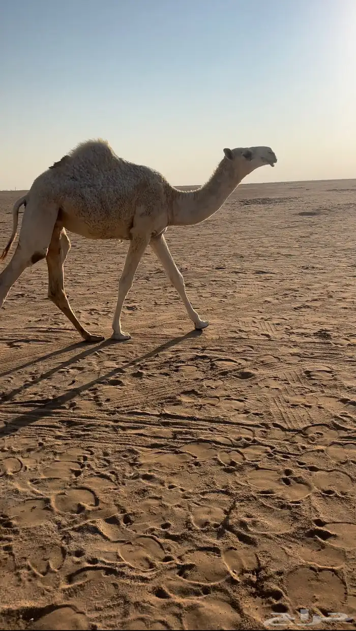 وضحا كفو حواره 4