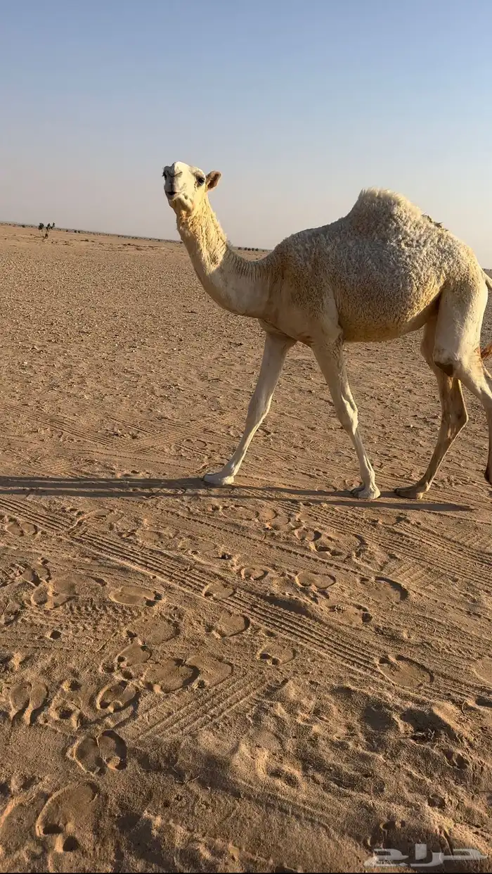 وضحا كفو حواره 1