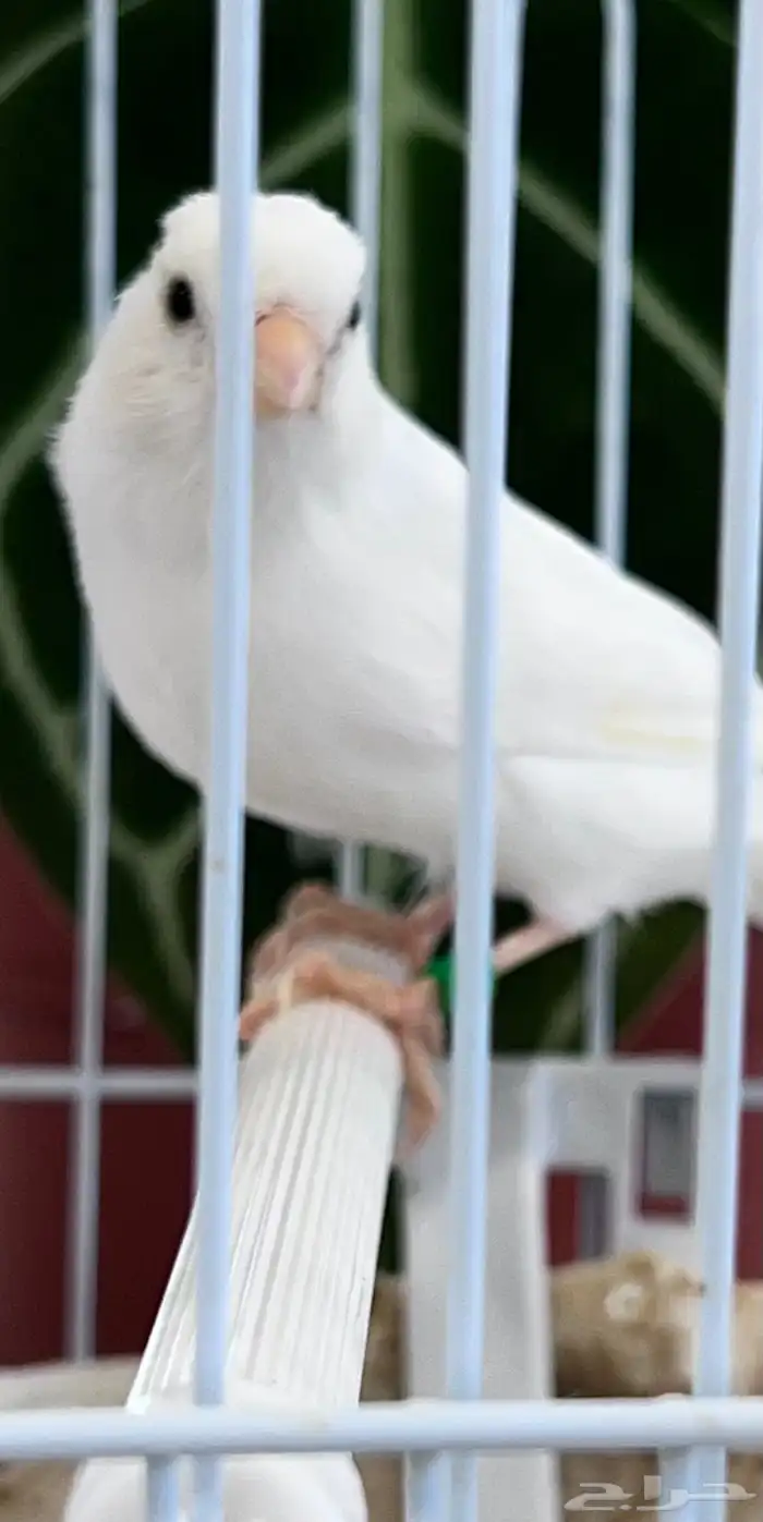 انثى كناري 4