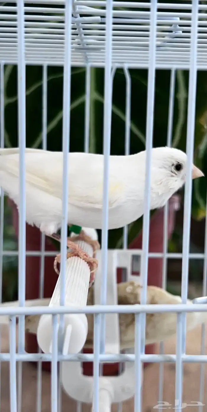 انثى كناري 18