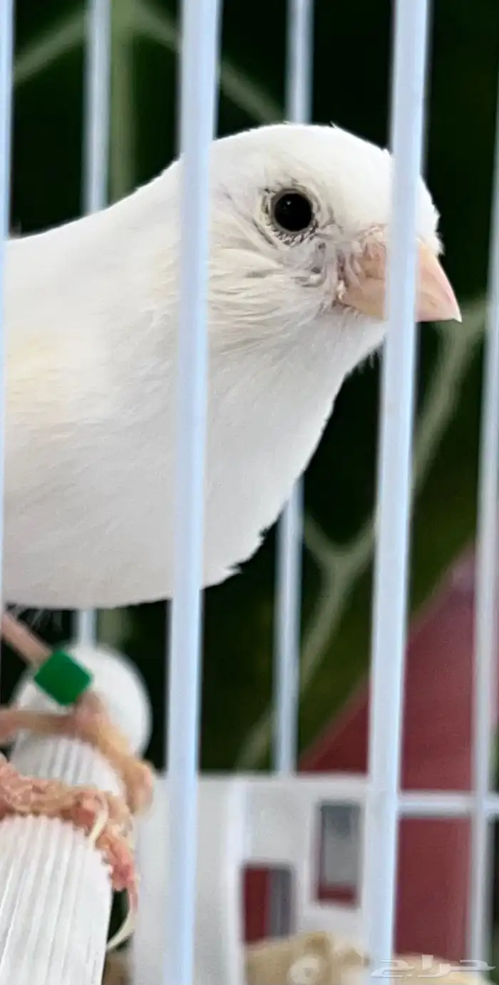 انثى كناري 13