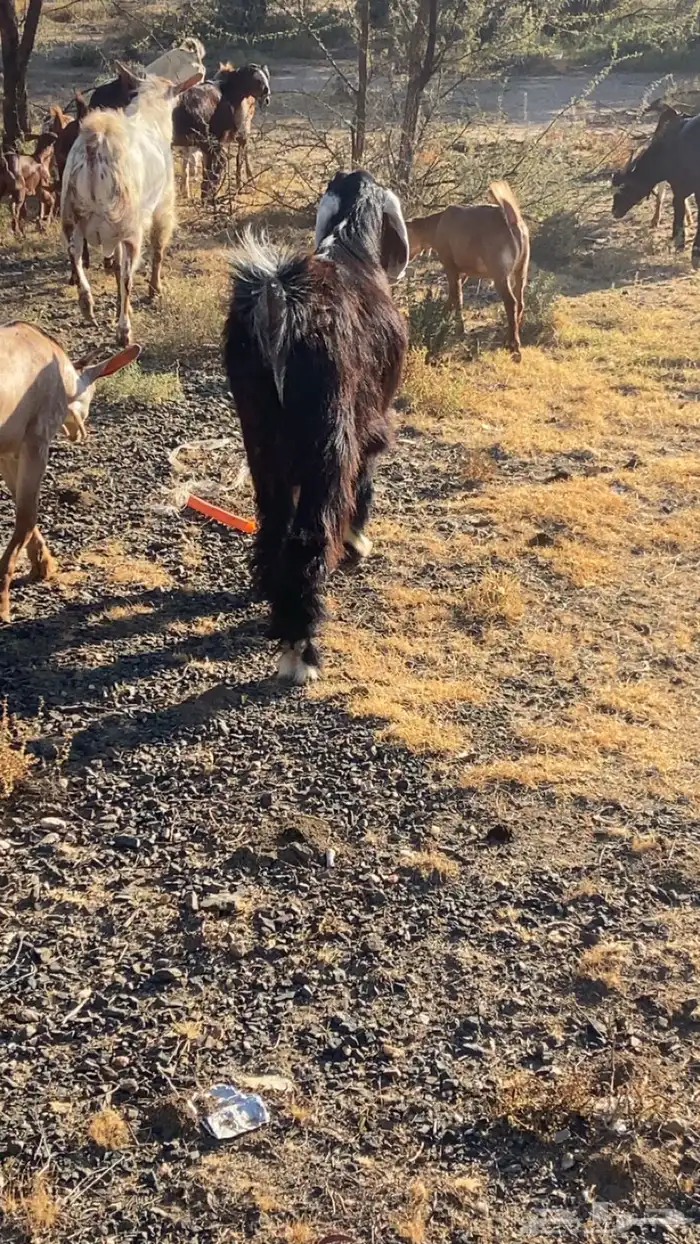 تيوس بلديه شرط من كل شي وعلى مرعى وظهورها مقفله 2