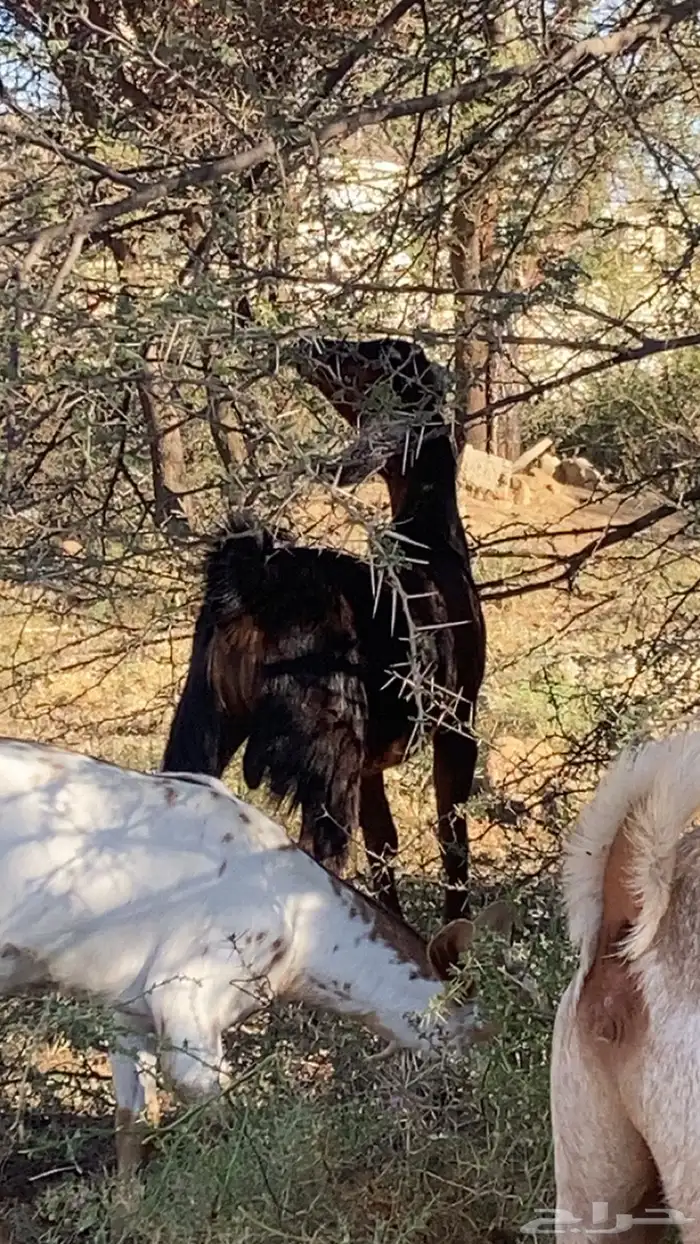 تيوس بلديه شرط من كل شي وعلى مرعى وظهورها مقفله 1