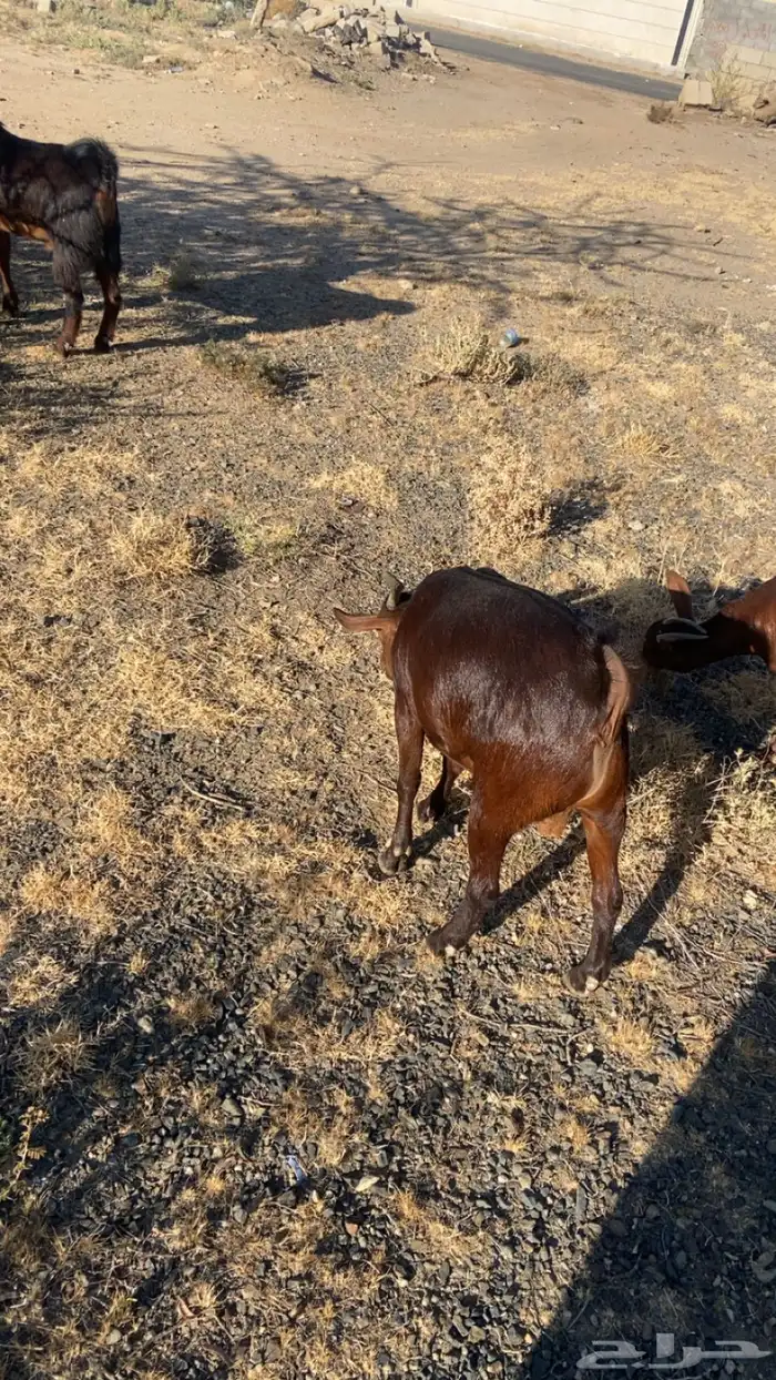 تيوس بلديه شرط من كل شي وعلى مرعى وظهورها مقفله 4