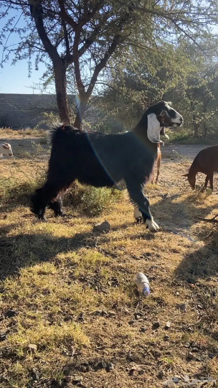 تيوس بلديه شرط من كل شي وعلى مرعى وظهورها مقفله 0