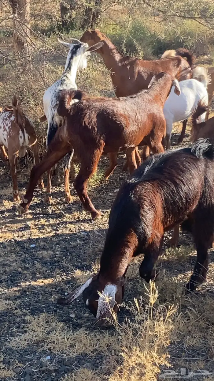 تيوس بلديه شرط من كل شي وعلى مرعى وظهورها مقفله 3