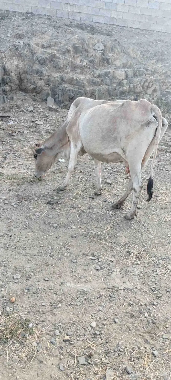 بقره للبيع 4