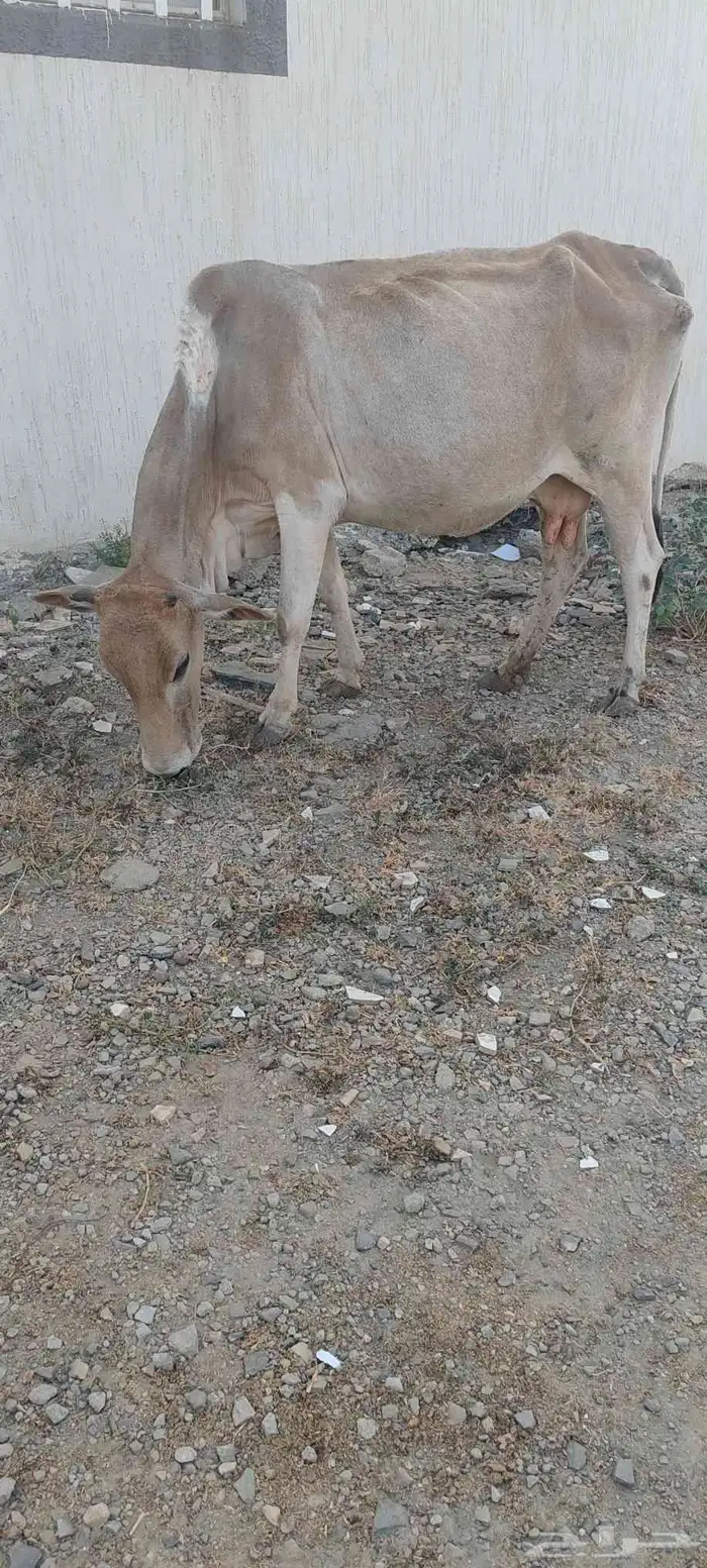 بقره للبيع 0