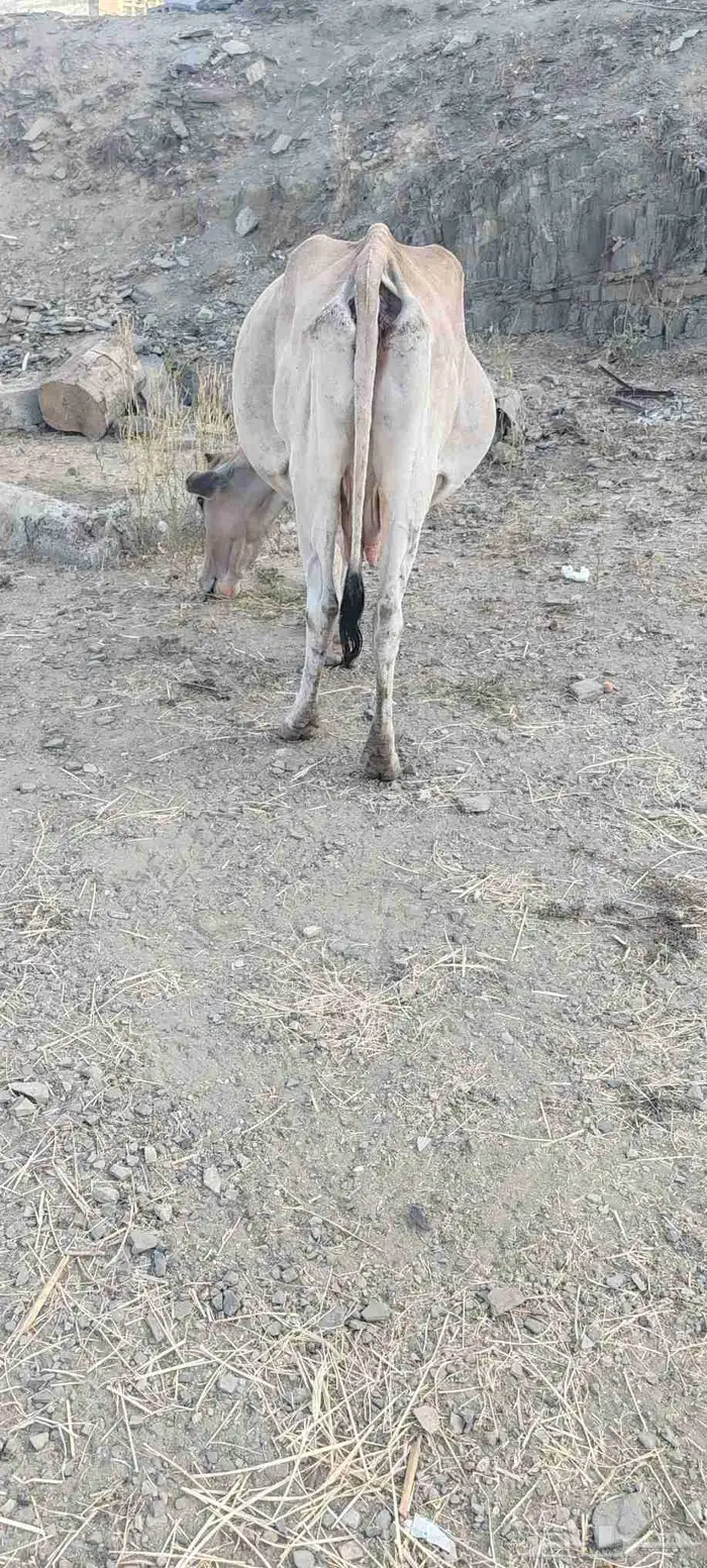 بقره للبيع 2