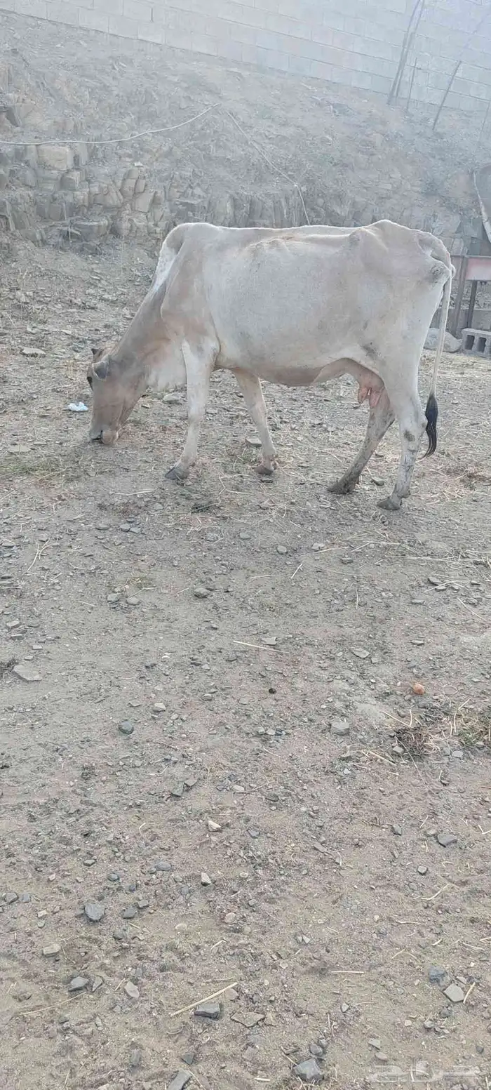 بقره للبيع 3