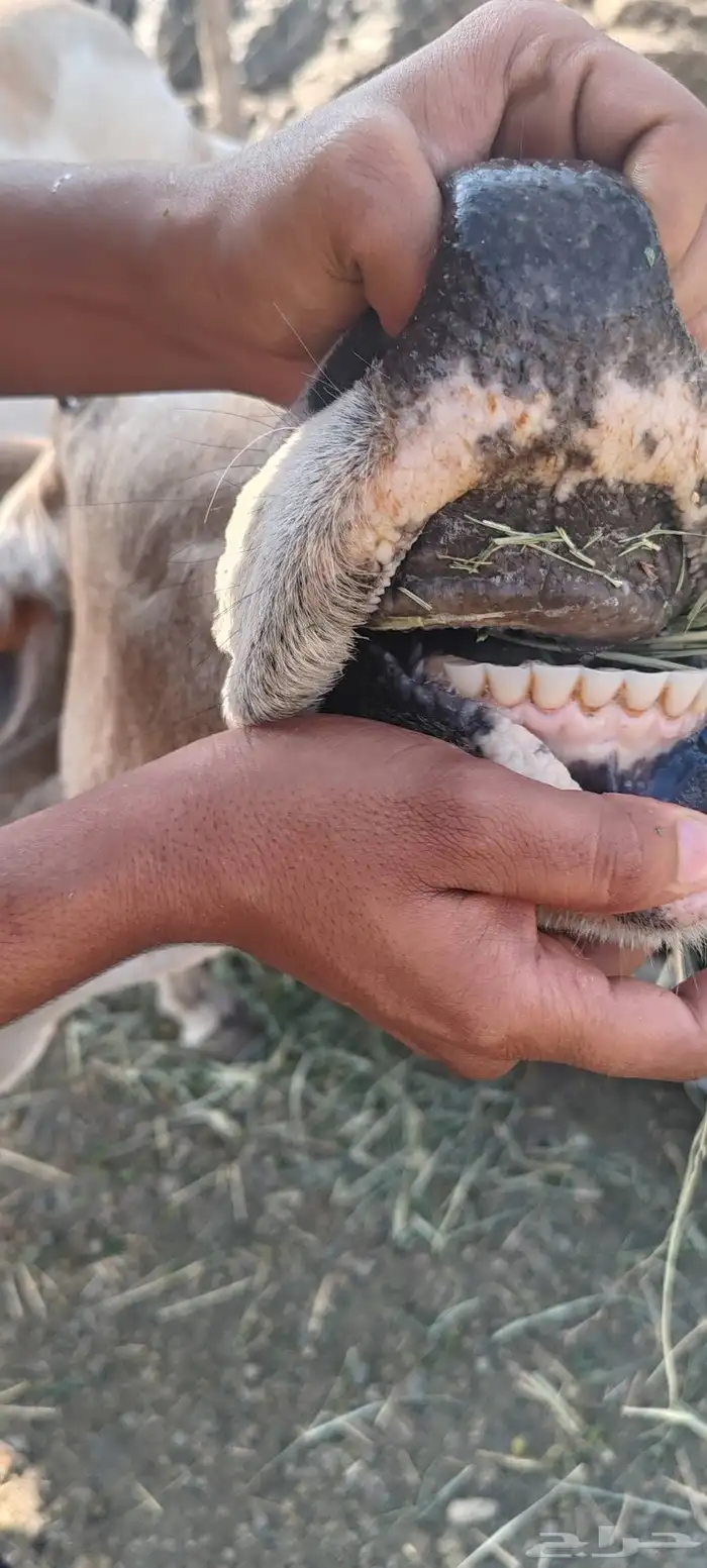 بقره للبيع 5