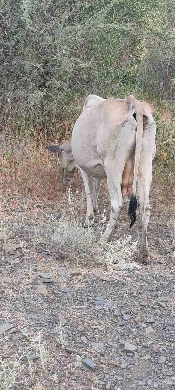 بقره للبيع 6