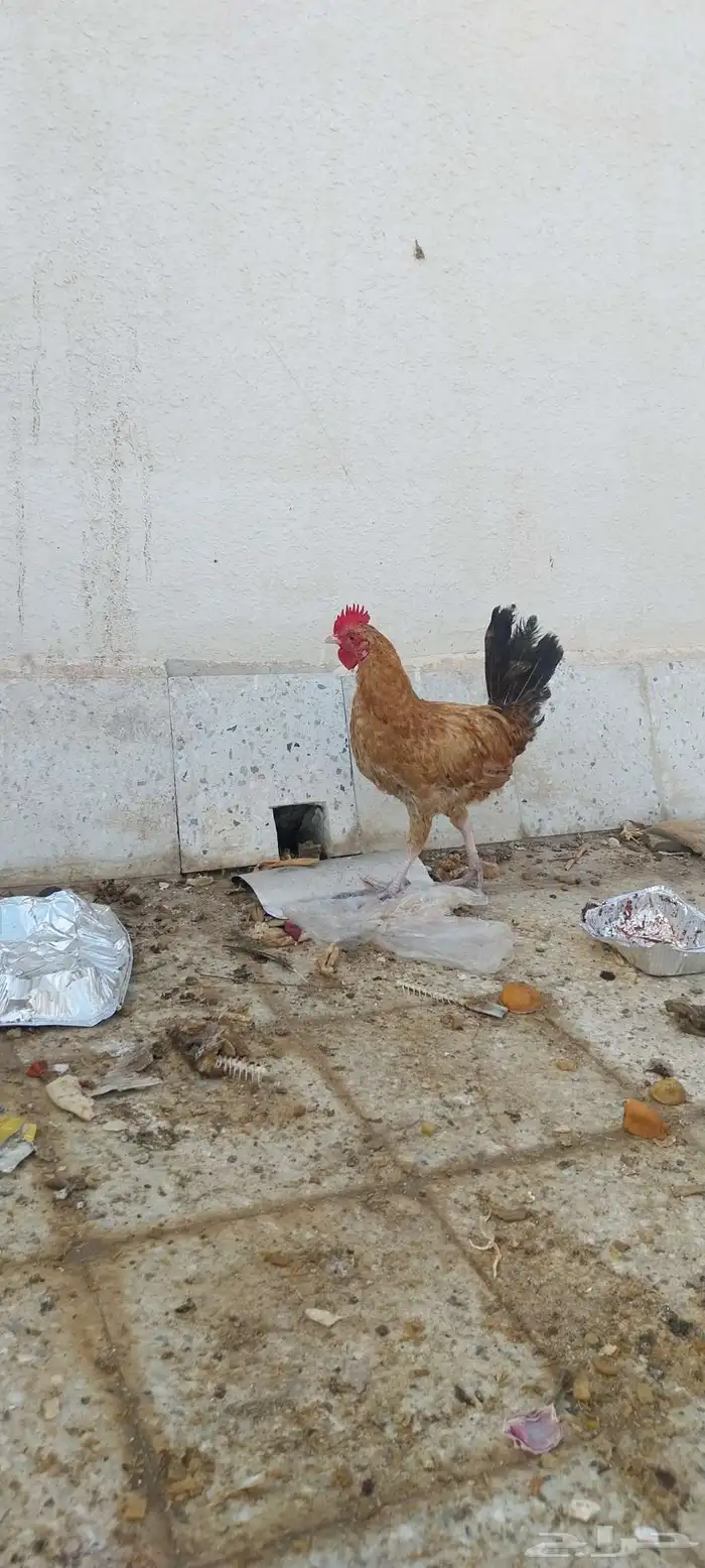 للبيع دجاجتين وثلاثة ديك عمر الدجاج 3اشهر وديكا 3اشهر 2