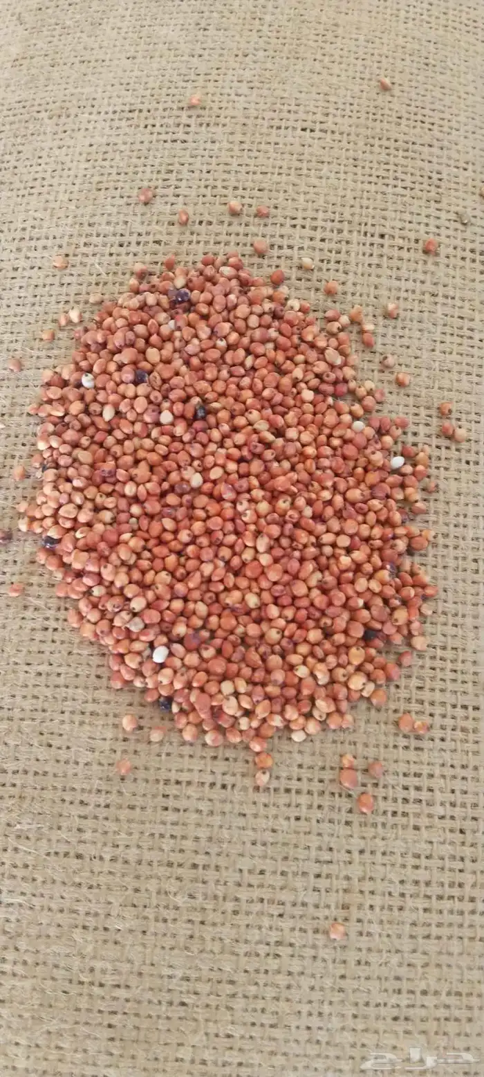 حب ذره جيزانية احمر 1